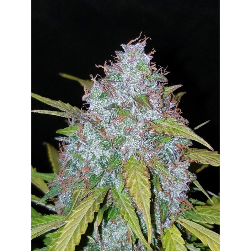 Californian Snow Auto Fast Buds immagine 10