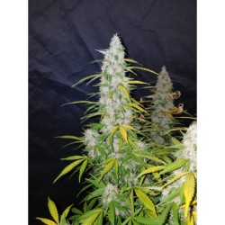 Californian Snow Auto Fast Buds immagine 11