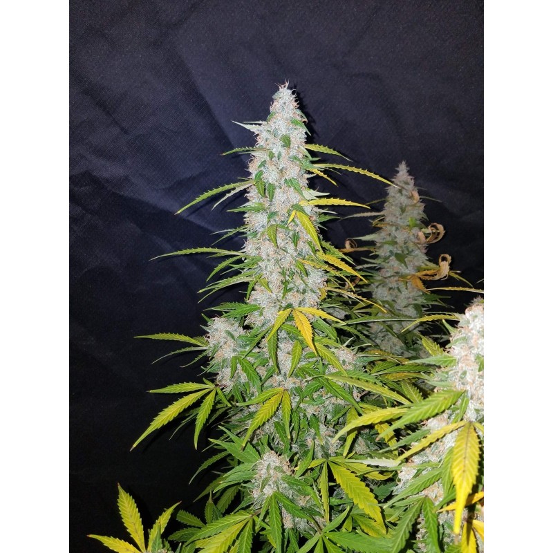 Californian Snow Auto Fast Buds immagine 11