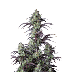 Mimosa Cake Auto Fast Buds