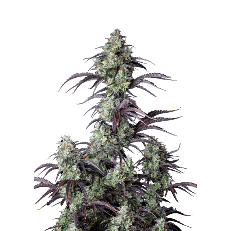 Mimosa Cake Auto Fast Buds