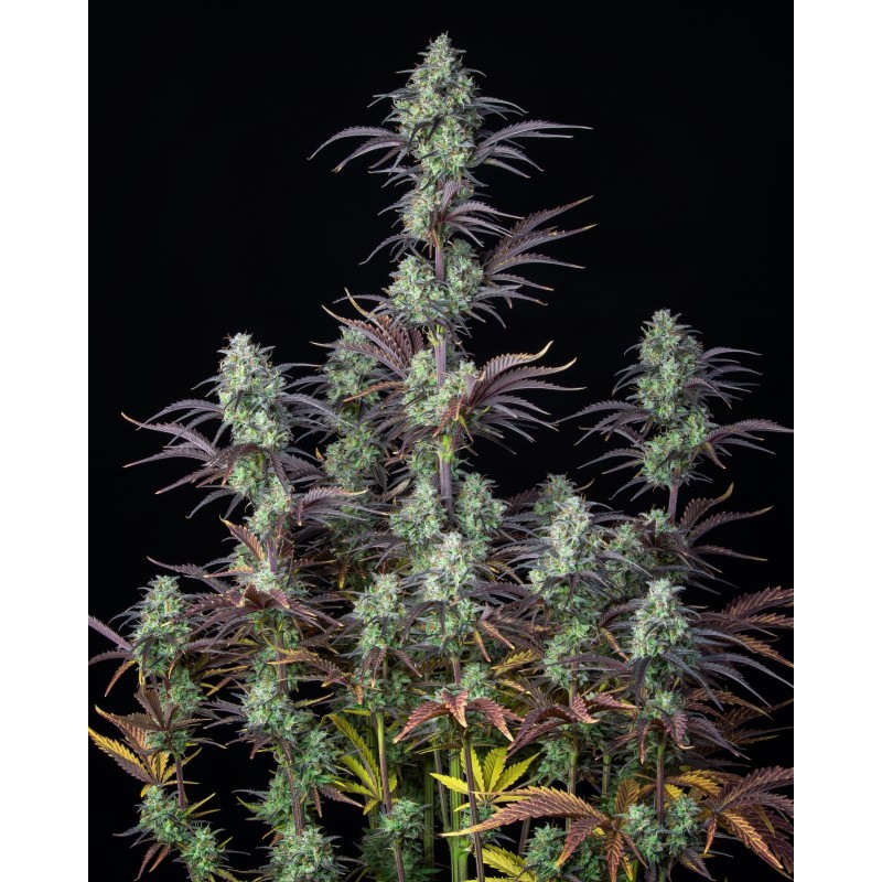 Mimosa Cake Auto Fast Buds immagine 2