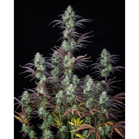 Mimosa Cake Auto Fast Buds immagine 2