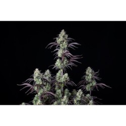 Mimosa Cake Auto Fast Buds immagine 3