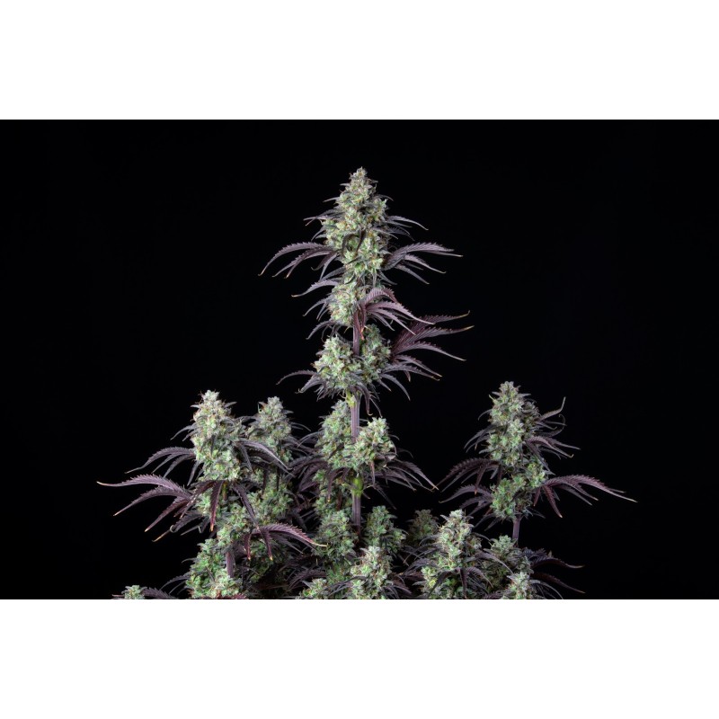 Mimosa Cake Auto Fast Buds immagine 3