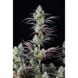 Mimosa Cake Auto Fast Buds immagine 4