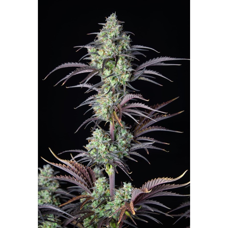 Mimosa Cake Auto Fast Buds immagine 5