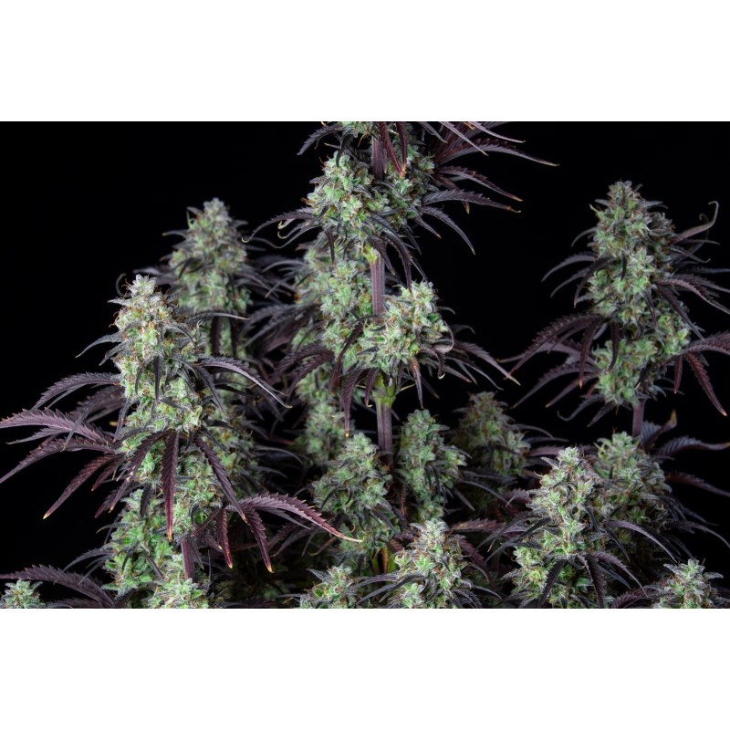Mimosa Cake Auto Fast Buds immagine 6