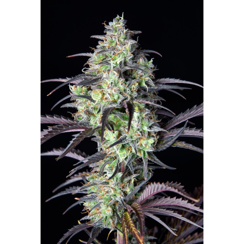 Mimosa Cake Auto Fast Buds immagine 7