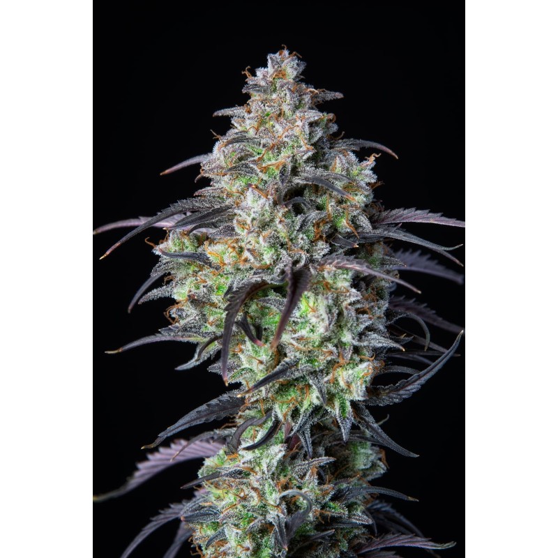 Mimosa Cake Auto Fast Buds immagine 8