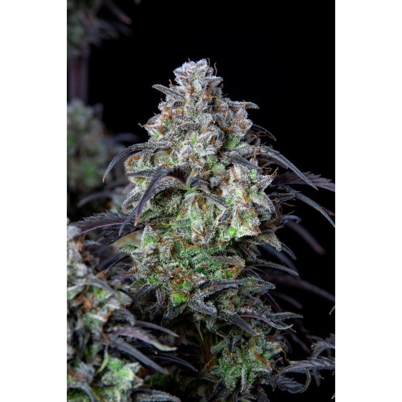 Mimosa Cake Auto Fast Buds immagine 9
