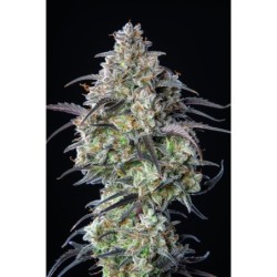 Mimosa Cake Auto Fast Buds immagine 10