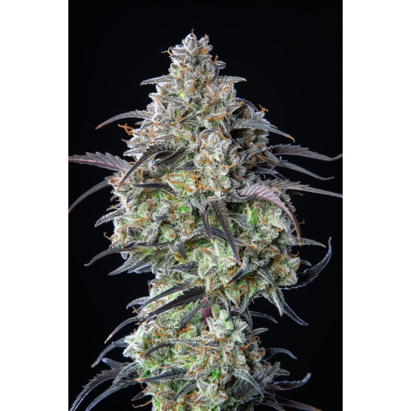 Mimosa Cake Auto Fast Buds immagine 10