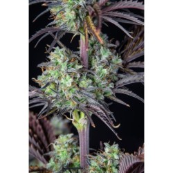 Mimosa Cake Auto Fast Buds immagine 11