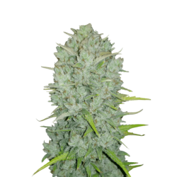 Northern Lights Auto Fast Buds