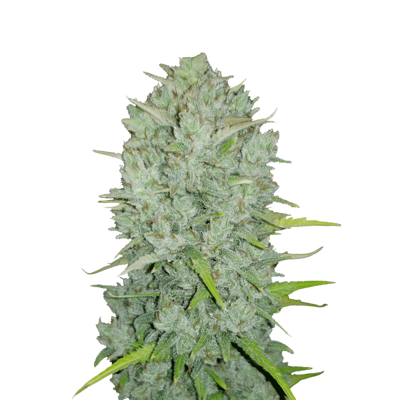 Northern Lights Auto Fast Buds