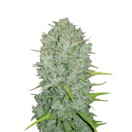 Northern Lights Auto Fast Buds