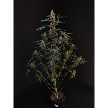 Northern Lights Auto Fast Buds immagine 2