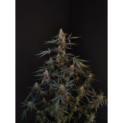 Northern Lights Auto Fast Buds immagine 3