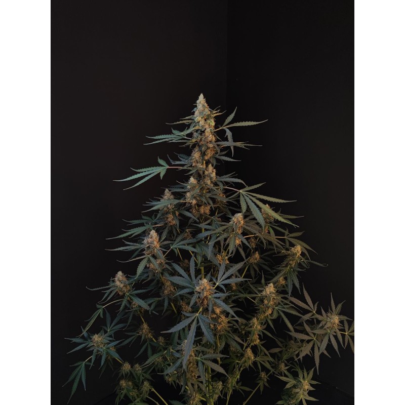 Northern Lights Auto Fast Buds immagine 3