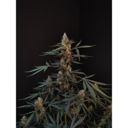 Northern Lights Auto Fast Buds immagine 4