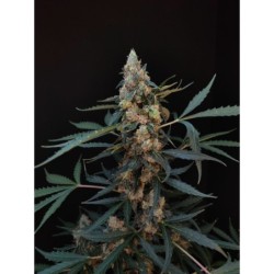 Northern Lights Auto Fast Buds immagine 5