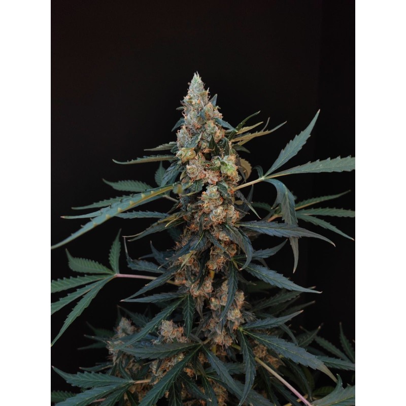 Northern Lights Auto Fast Buds immagine 5