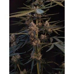 Northern Lights Auto Fast Buds immagine 6