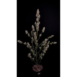 Northern Lights Auto Fast Buds immagine 7