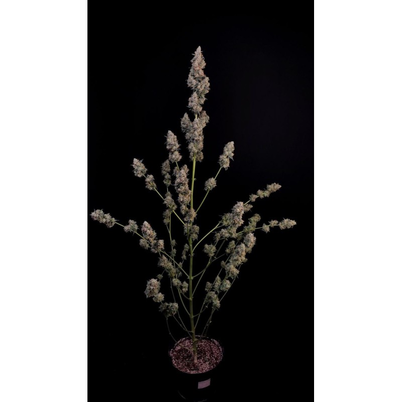 Northern Lights Auto Fast Buds immagine 7