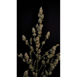 Northern Lights Auto Fast Buds immagine 8