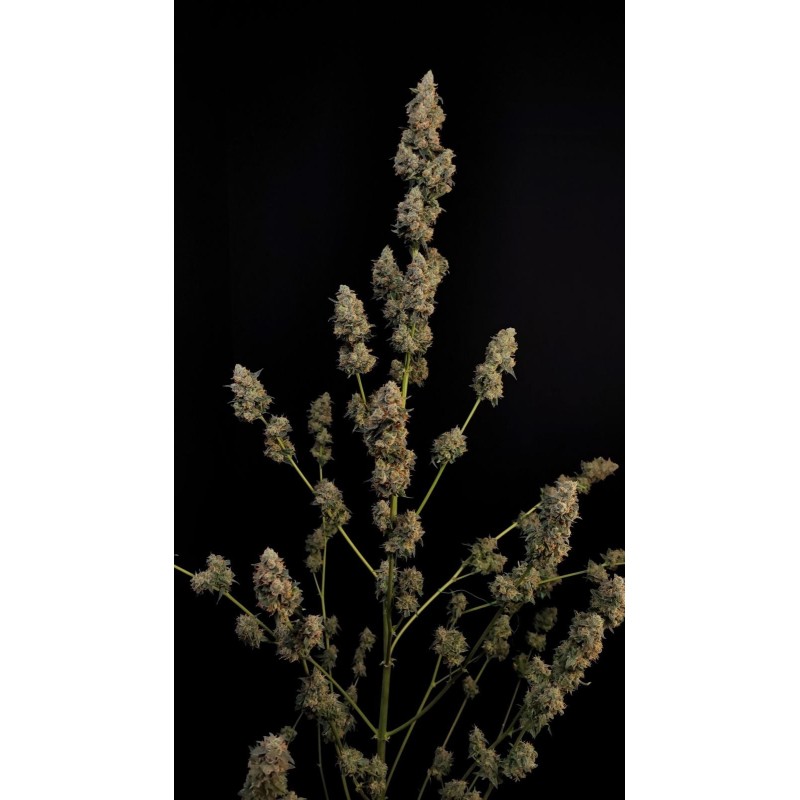 Northern Lights Auto Fast Buds immagine 8