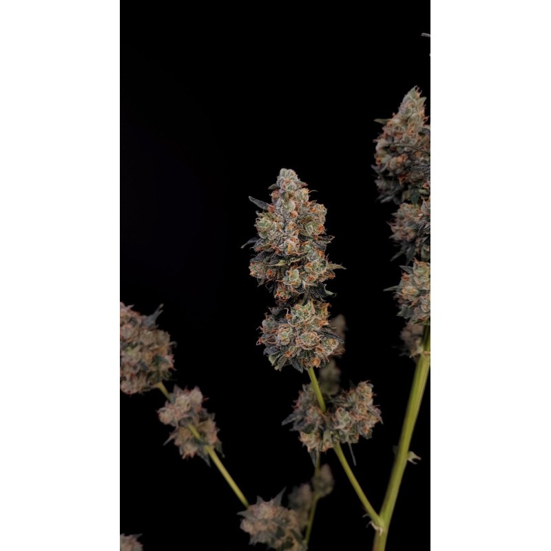 Northern Lights Auto Fast Buds immagine 9