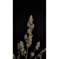 Northern Lights Auto Fast Buds immagine 10