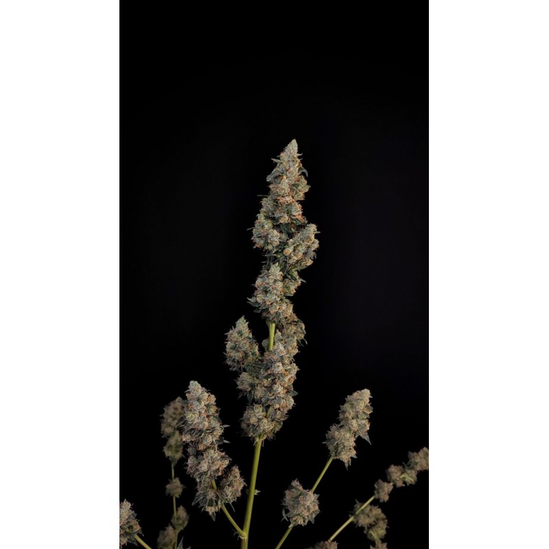 Northern Lights Auto Fast Buds immagine 10