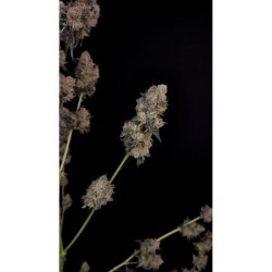 Northern Lights Auto Fast Buds immagine 11