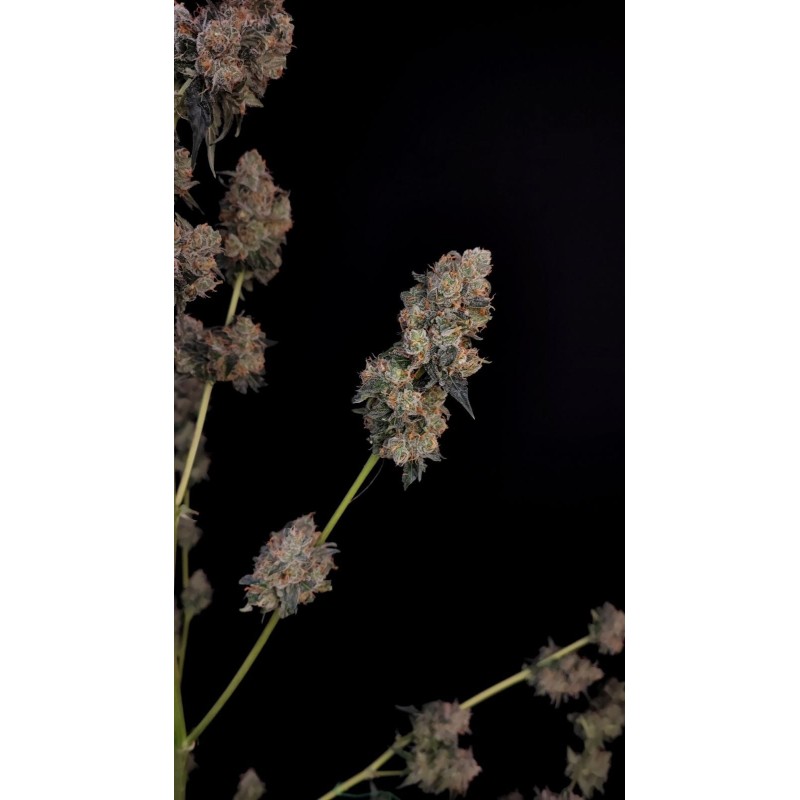 Northern Lights Auto Fast Buds immagine 11