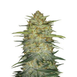 OG Kush Auto Fast Buds
