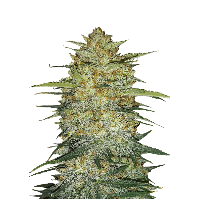 OG Kush Auto Fast Buds