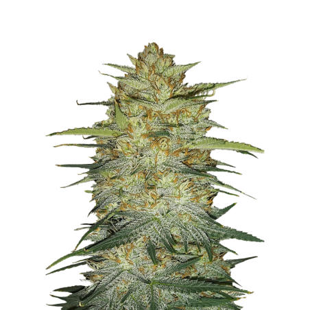 OG Kush Auto Fast Buds