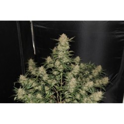 OG Kush Auto Fast Buds immagine 2