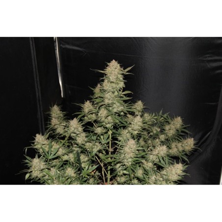 OG Kush Auto Fast Buds immagine 2