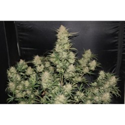 OG Kush Auto Fast Buds immagine 3