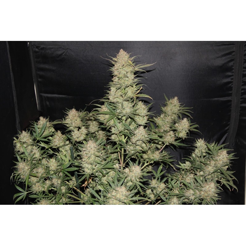 OG Kush Auto Fast Buds immagine 3