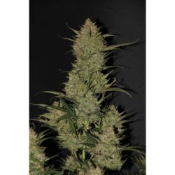 OG Kush Auto Fast Buds immagine 4