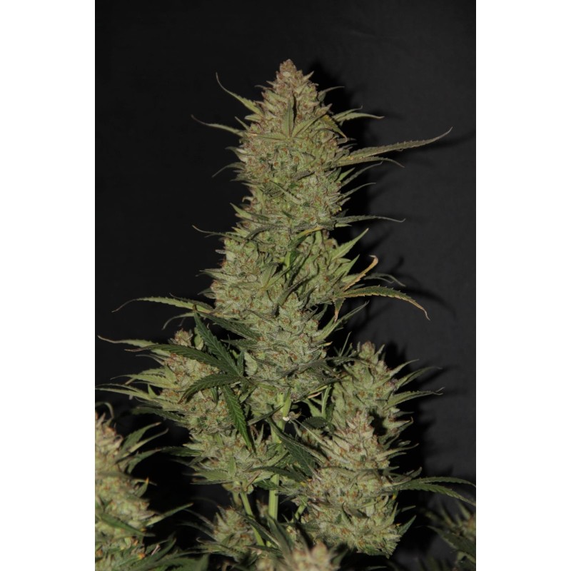 OG Kush Auto Fast Buds immagine 4