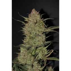 OG Kush Auto Fast Buds immagine 5