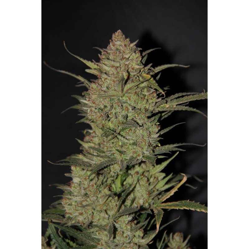 OG Kush Auto Fast Buds immagine 5