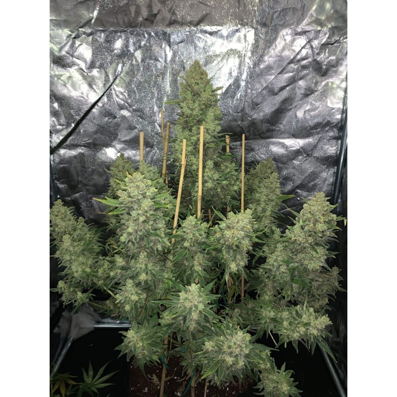 OG Kush Auto Fast Buds immagine 6