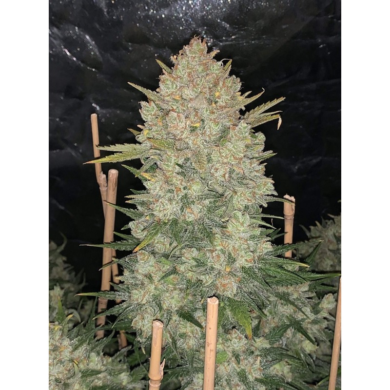 OG Kush Auto Fast Buds immagine 7